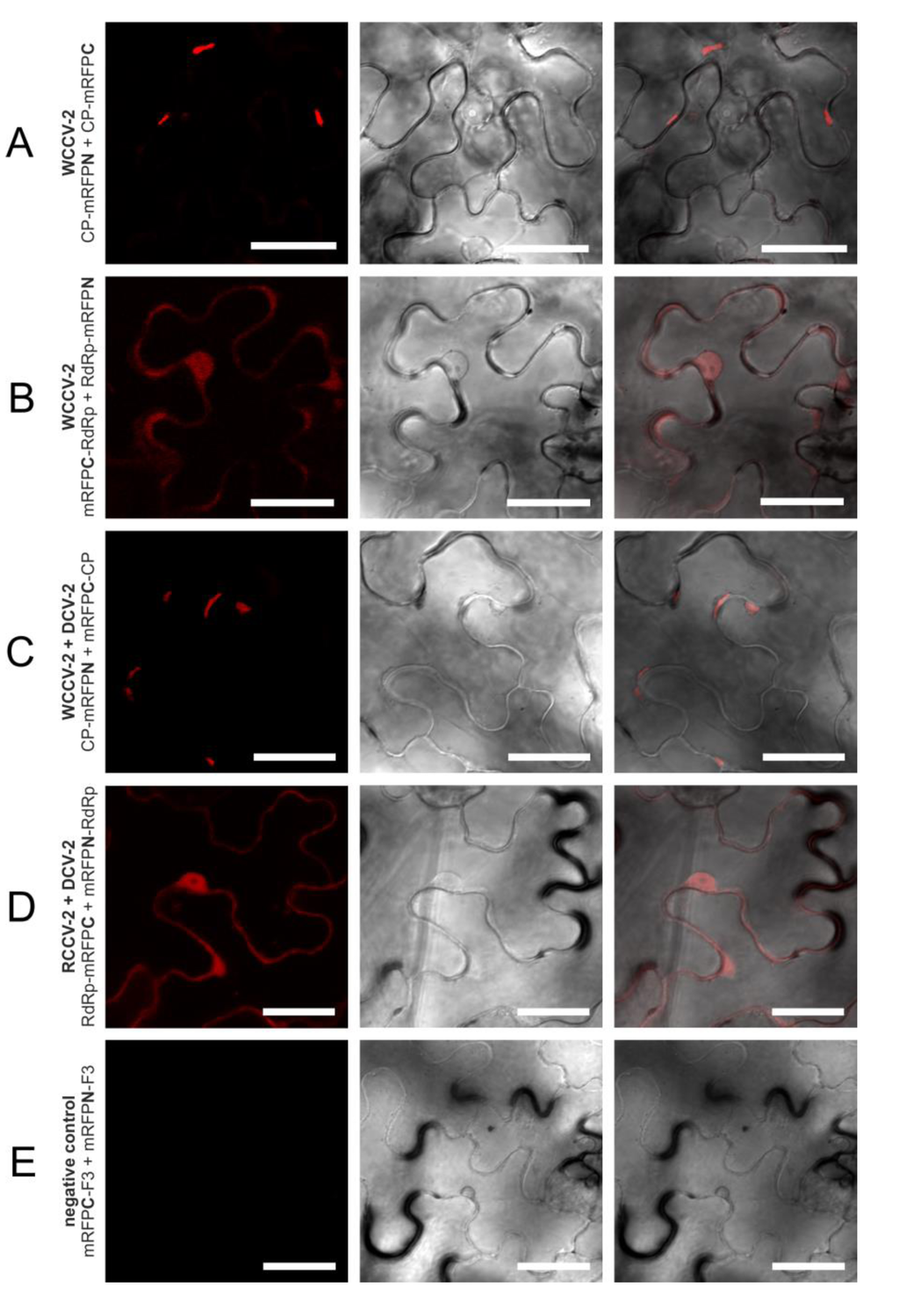 Viruses 05 02512 g004 1024