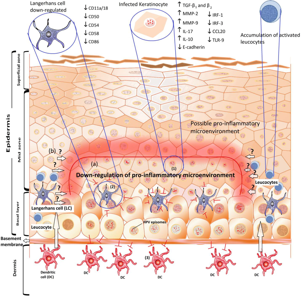 Viruses 05 02624 g001 1024