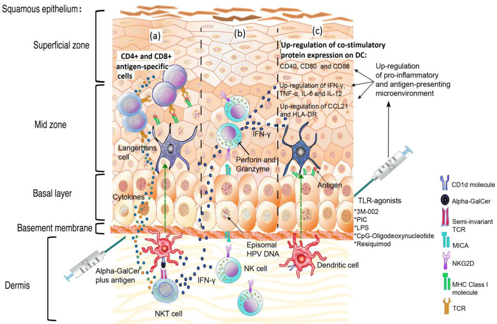Viruses 05 02624 g002 1024