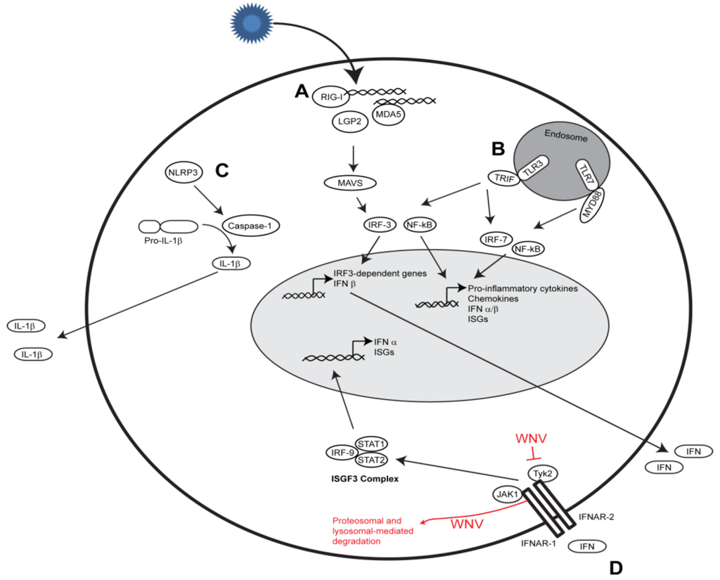 Viruses 05 02643 g001 1024