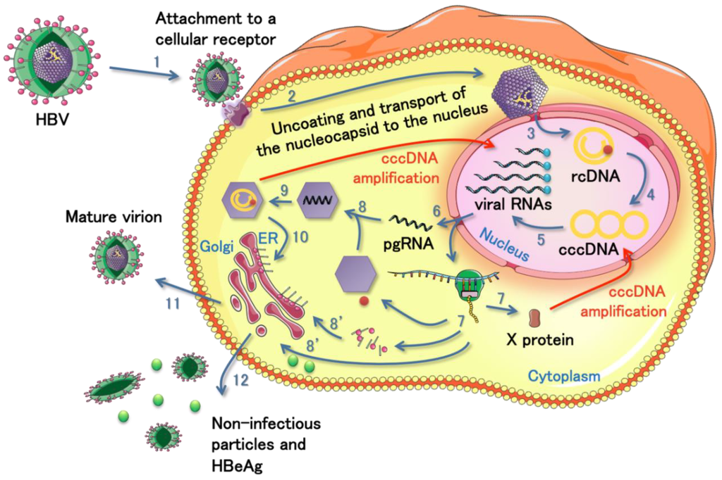 Viruses 05 02690 g002 1024