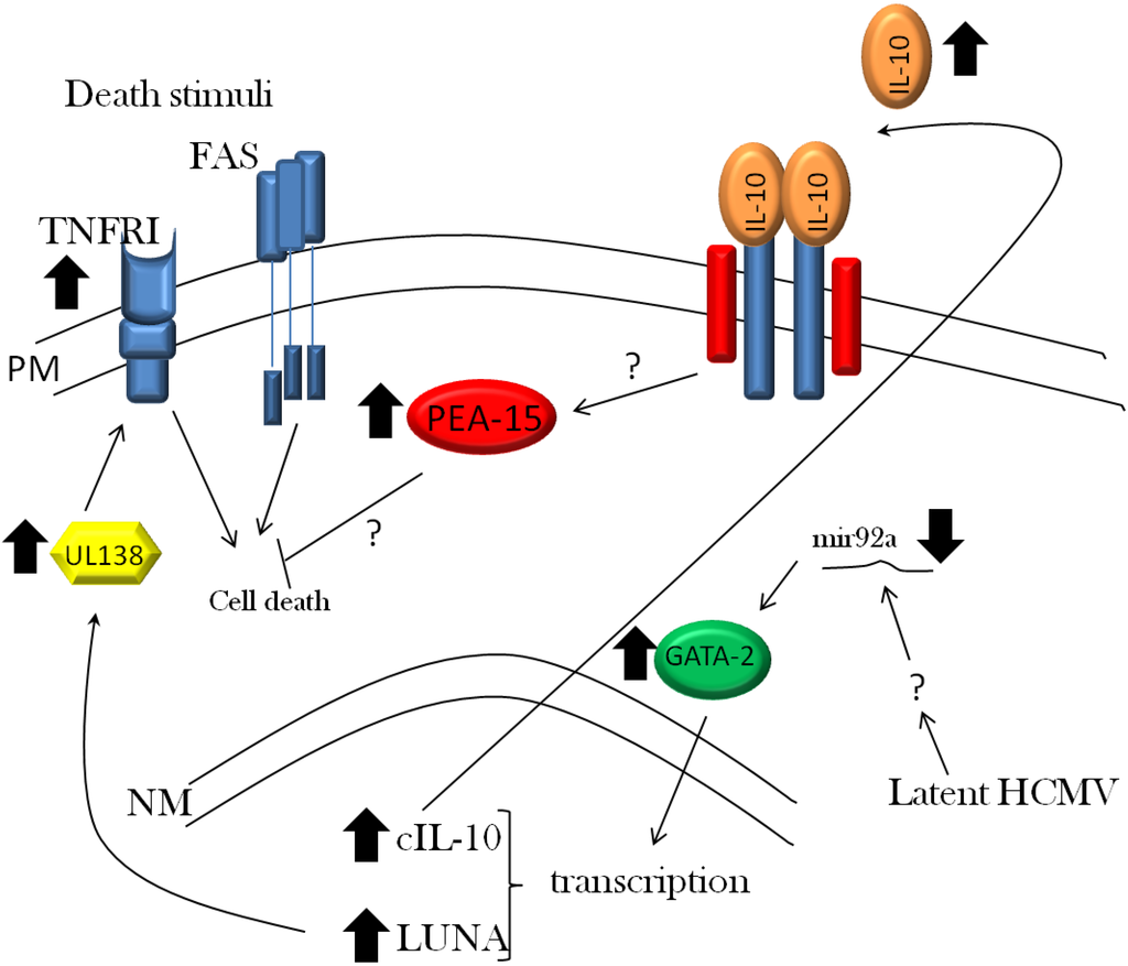 Viruses 05 02803 g001 1024