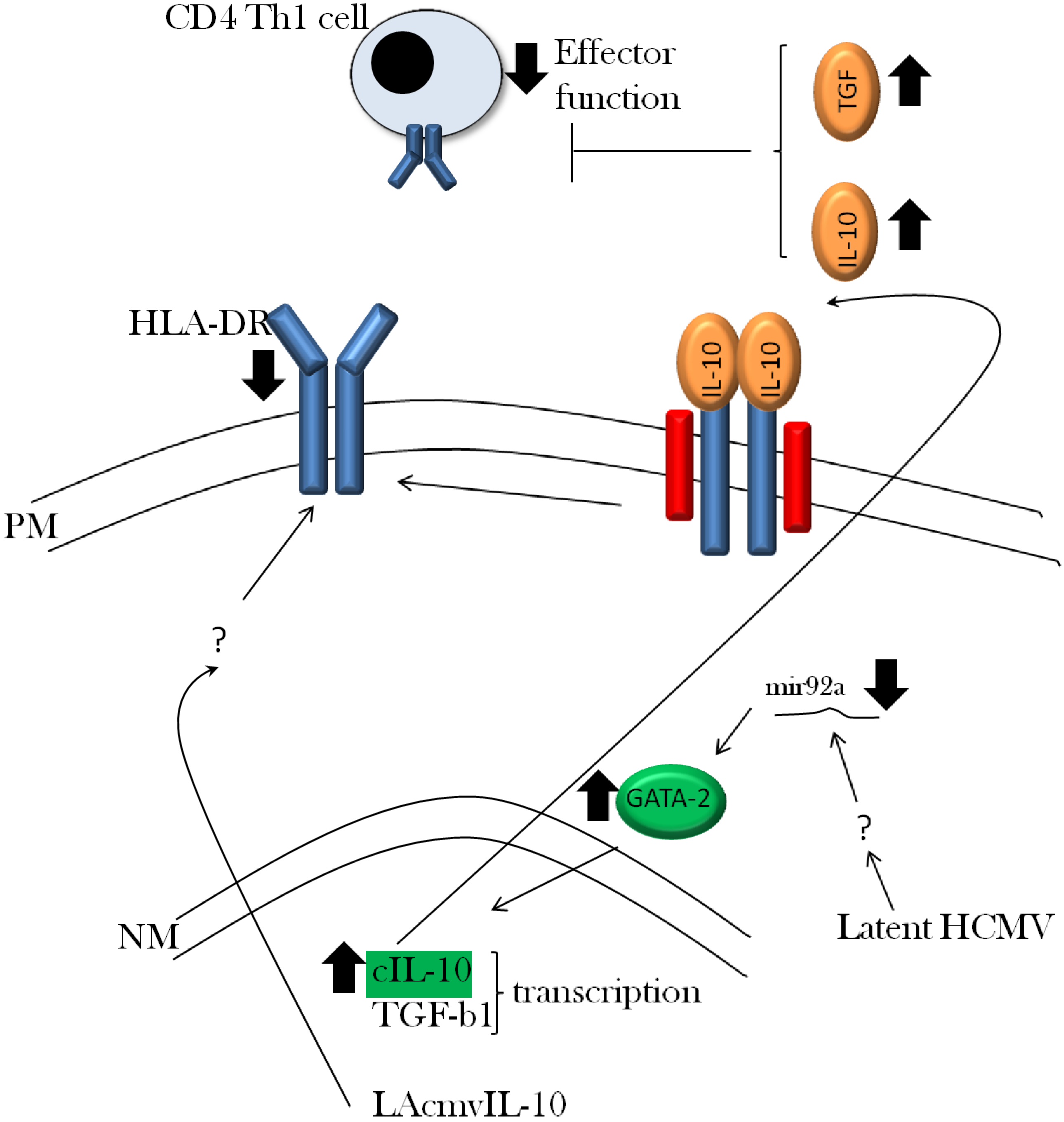 Viruses 05 02803 g002