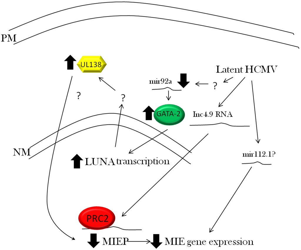 Viruses 05 02803 g003 1024