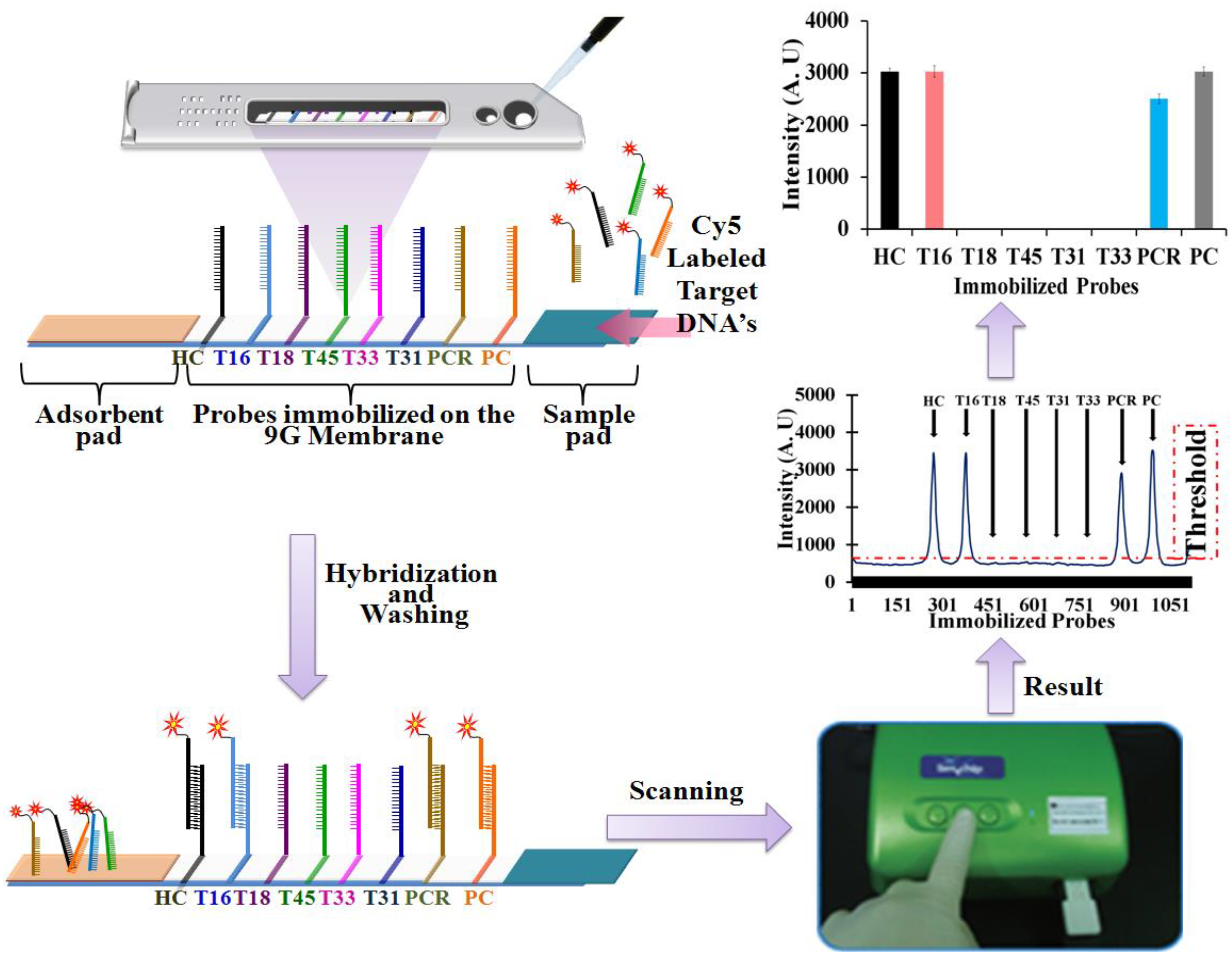Viruses 05 02840 g005
