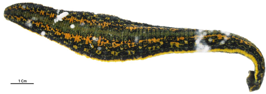 Viruses 05 02920 g002 1024