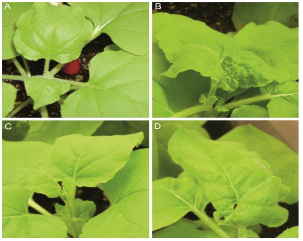 Viruses 05 02931 g001 1024