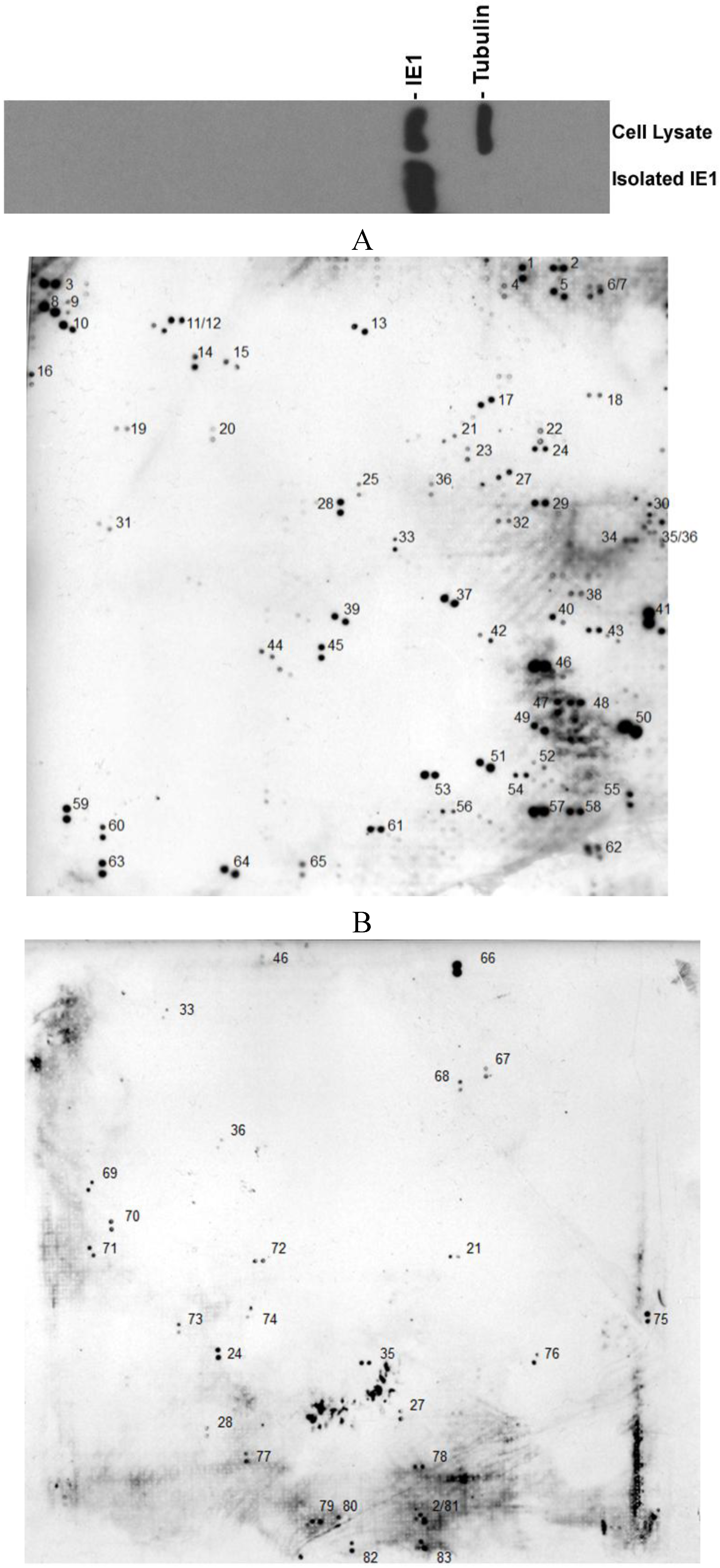 Viruses 06 00089 g001