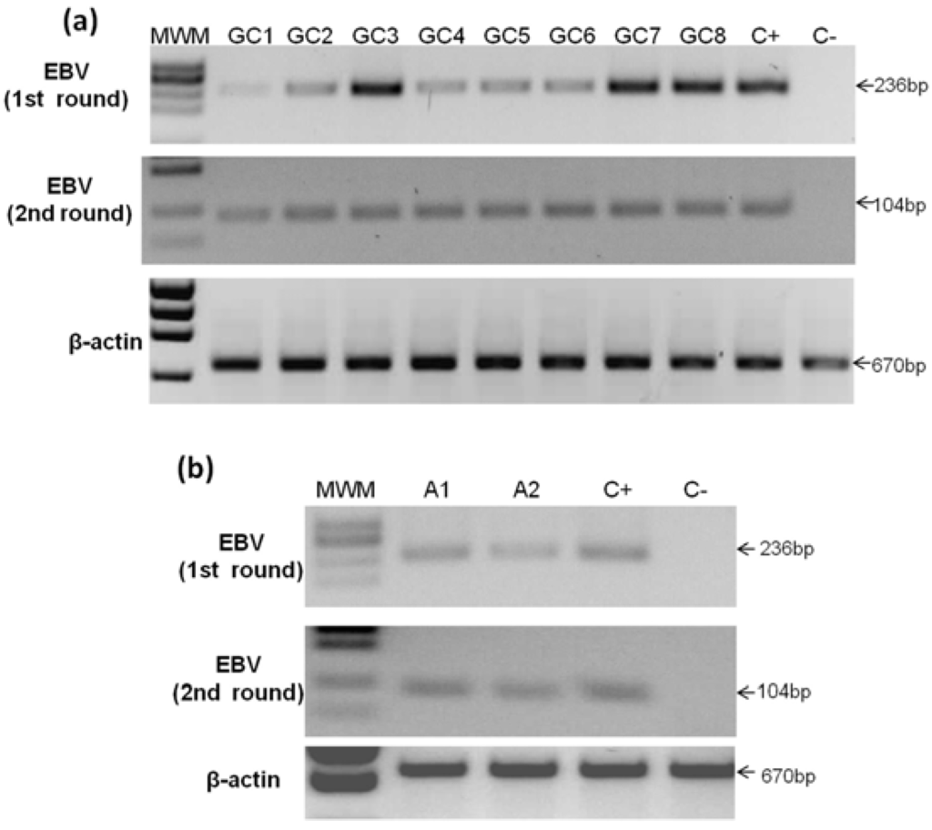 Viruses 06 00301 g002 1024