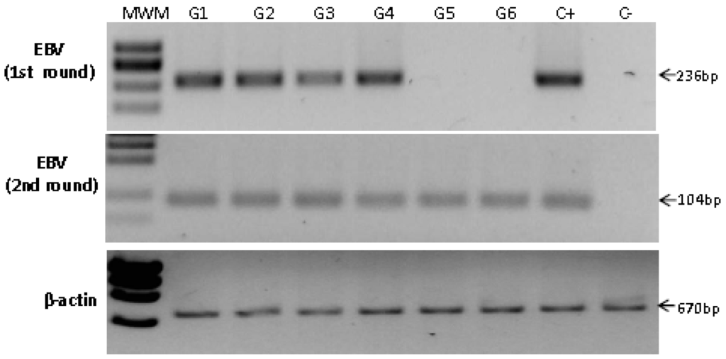Viruses 06 00301 g003 1024