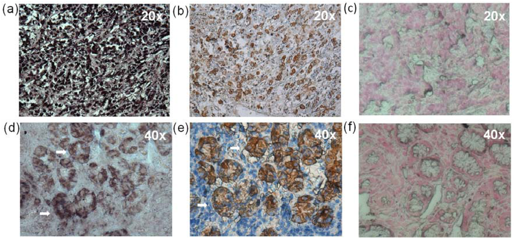 Viruses 06 00301 g005 1024