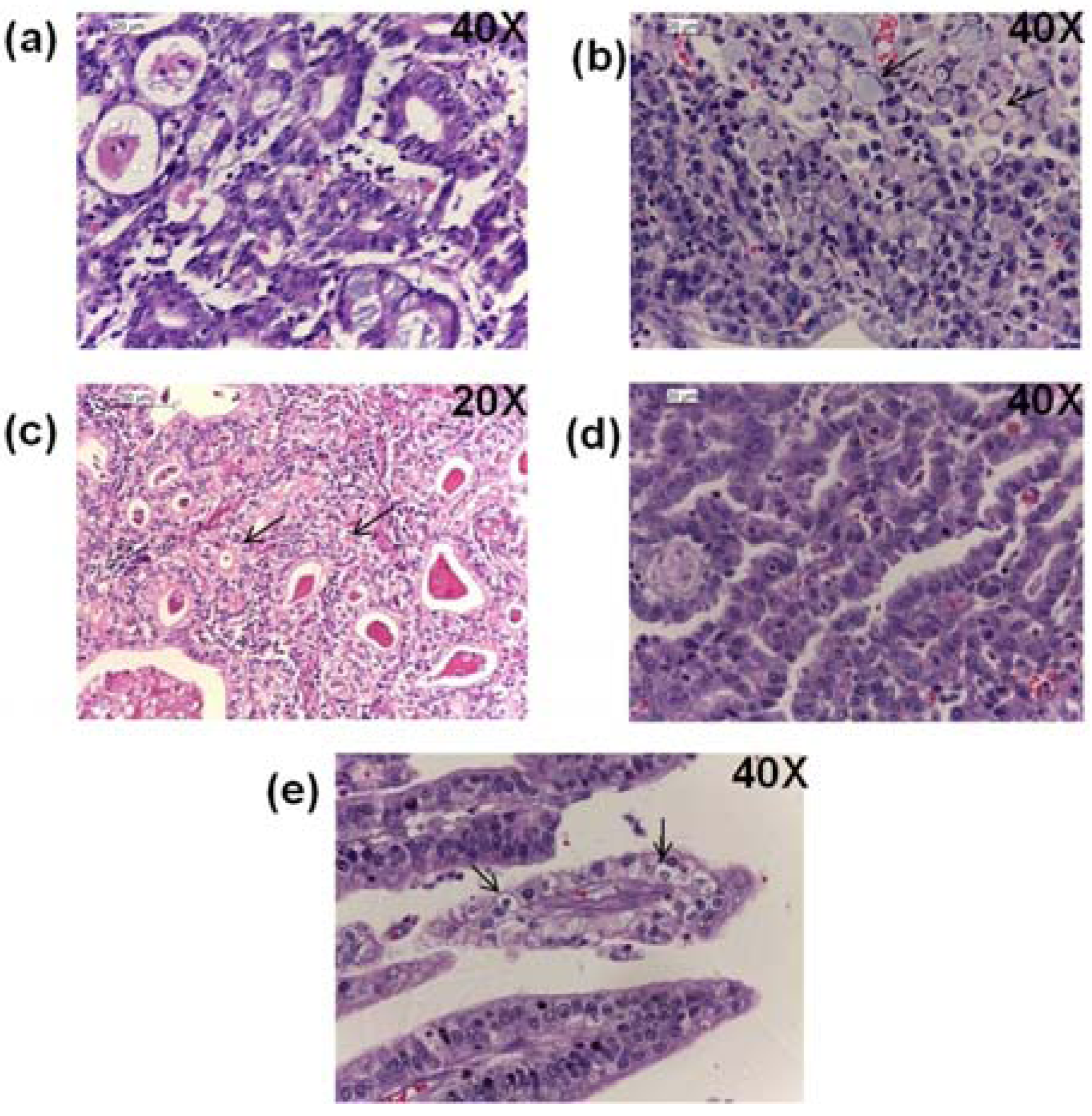 Viruses 06 00301 g006