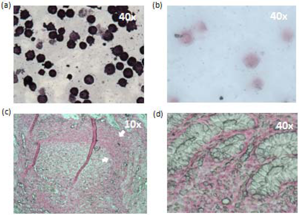 Viruses 06 00301 g007 1024