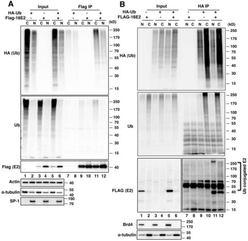 Viruses 06 00319 g001 1024