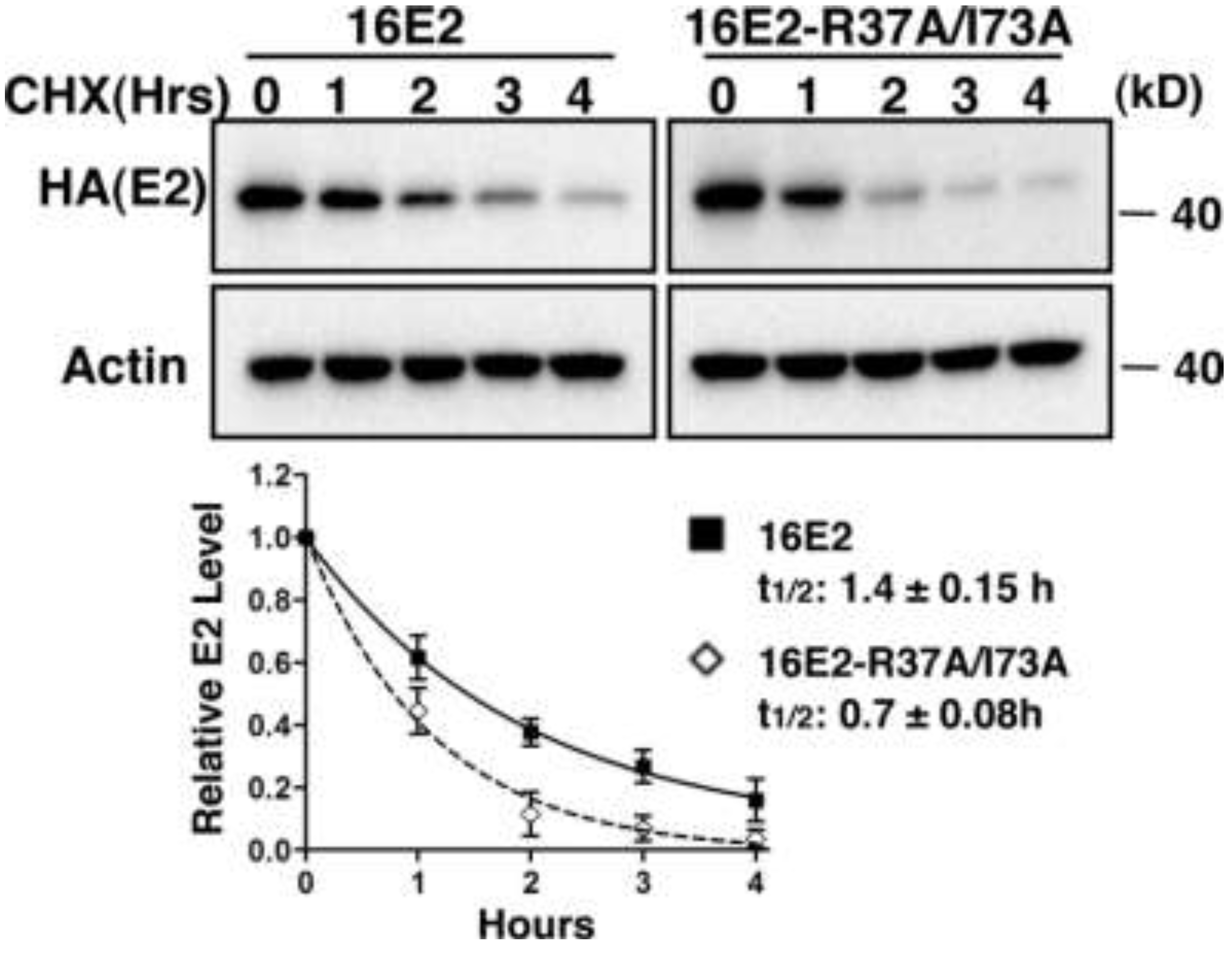 Viruses 06 00319 g004