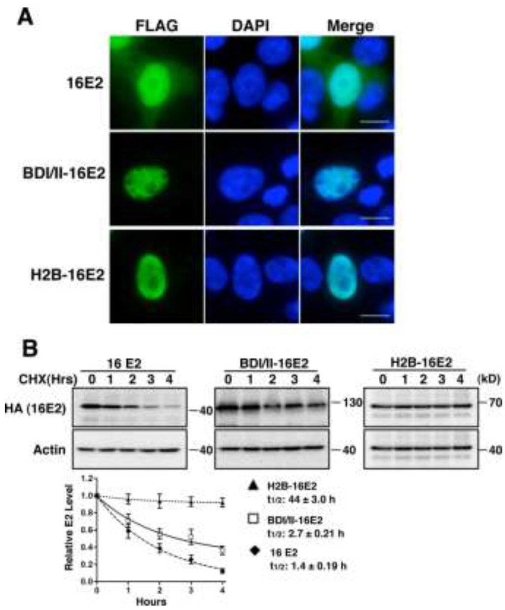 Viruses 06 00319 g005 1024