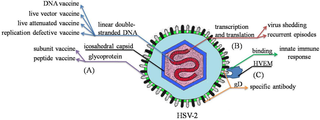 Viruses 06 00371 g001 1024