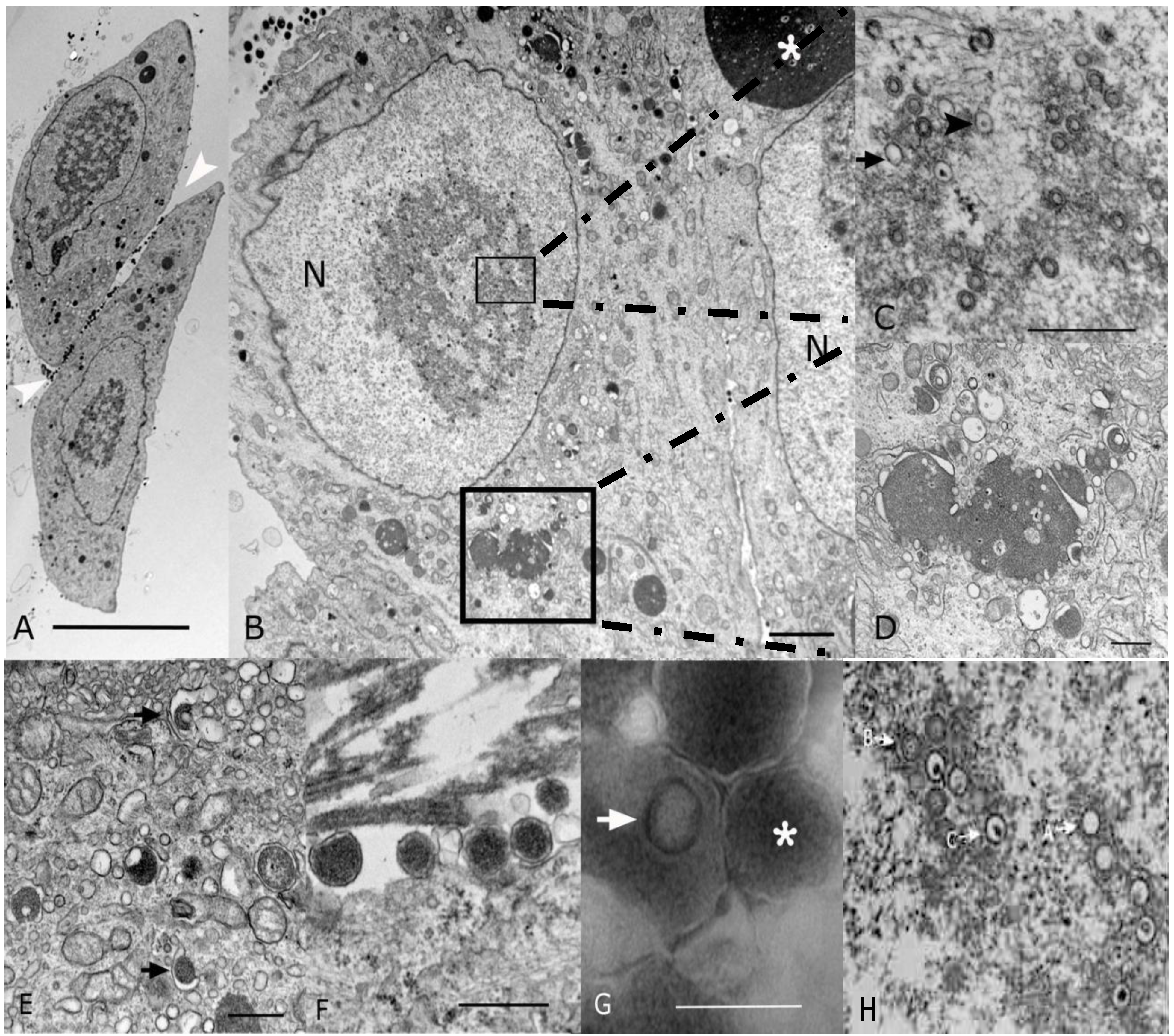 Viruses 06 00448 g002