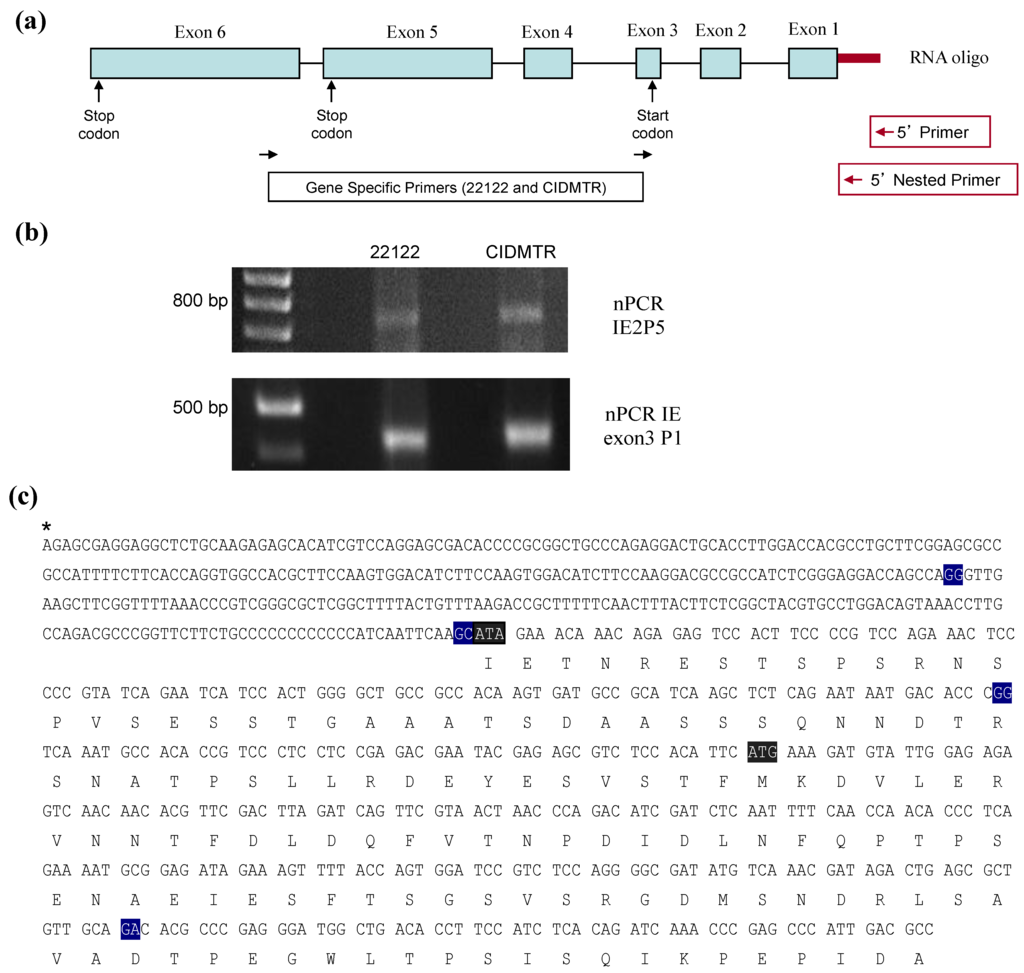 Viruses 06 00448 g005 1024
