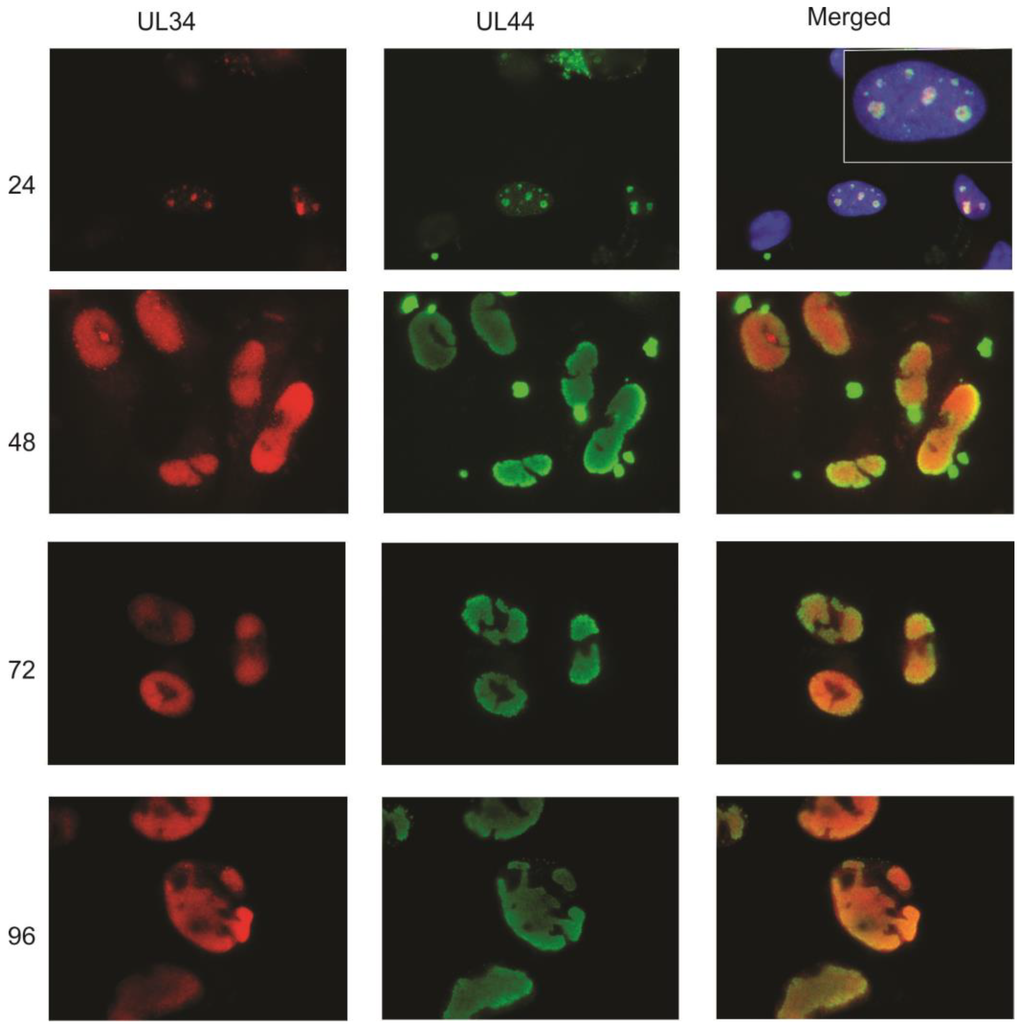 Viruses 06 00476 g003 1024