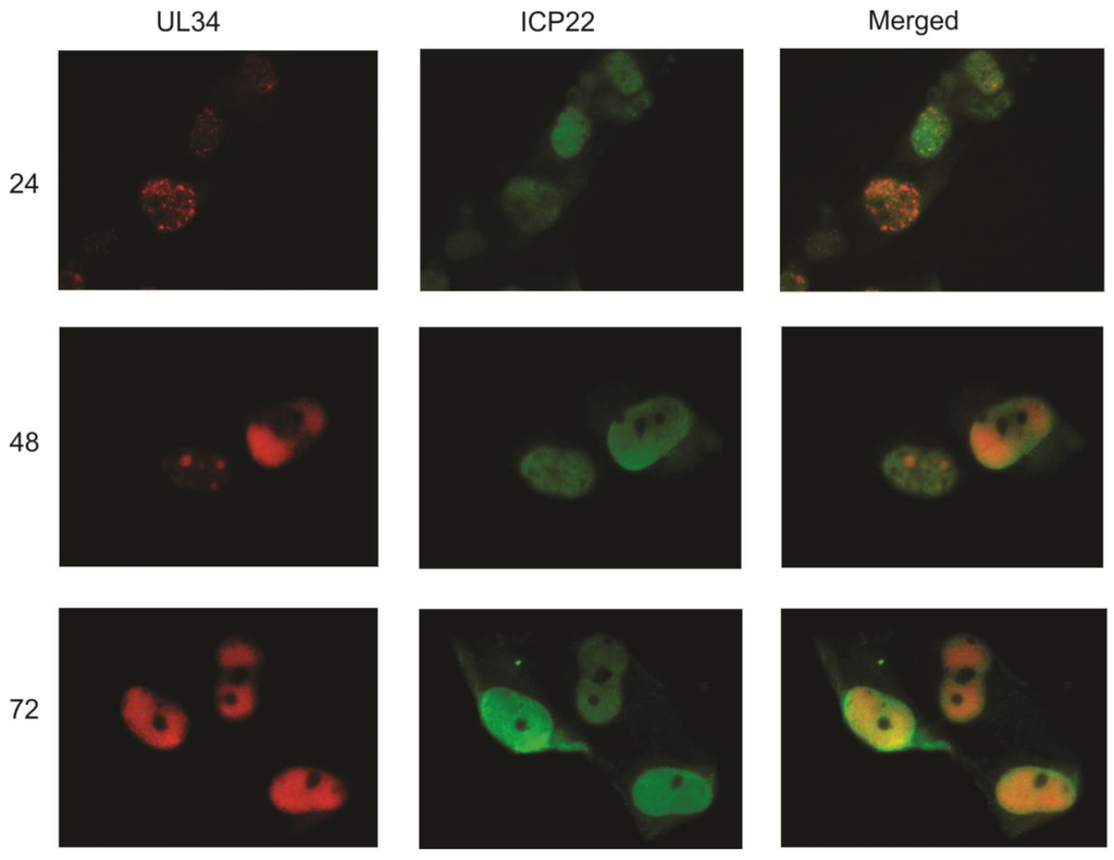 Viruses 06 00476 g004 1024