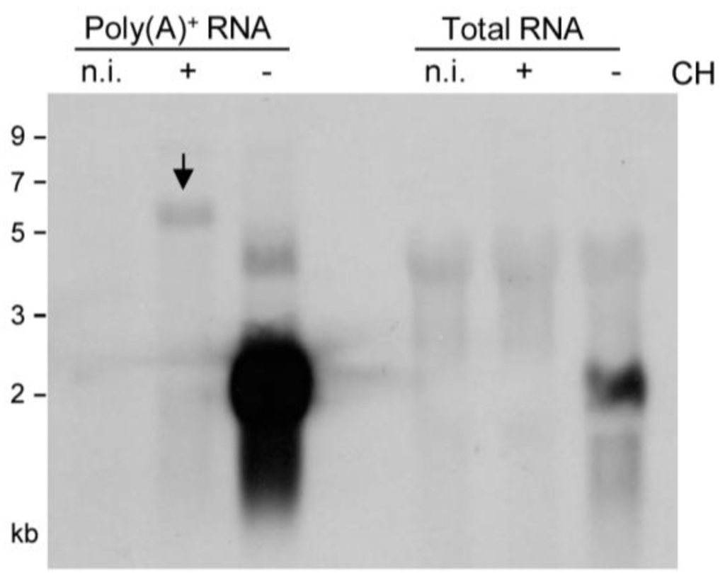 Viruses 06 00808 g002 1024