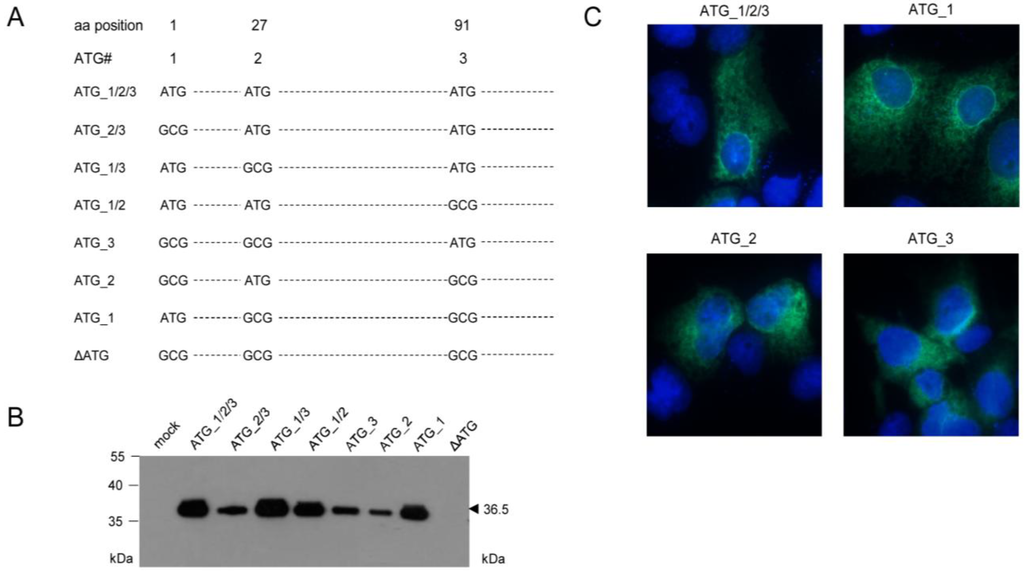 Viruses 06 00808 g003 1024
