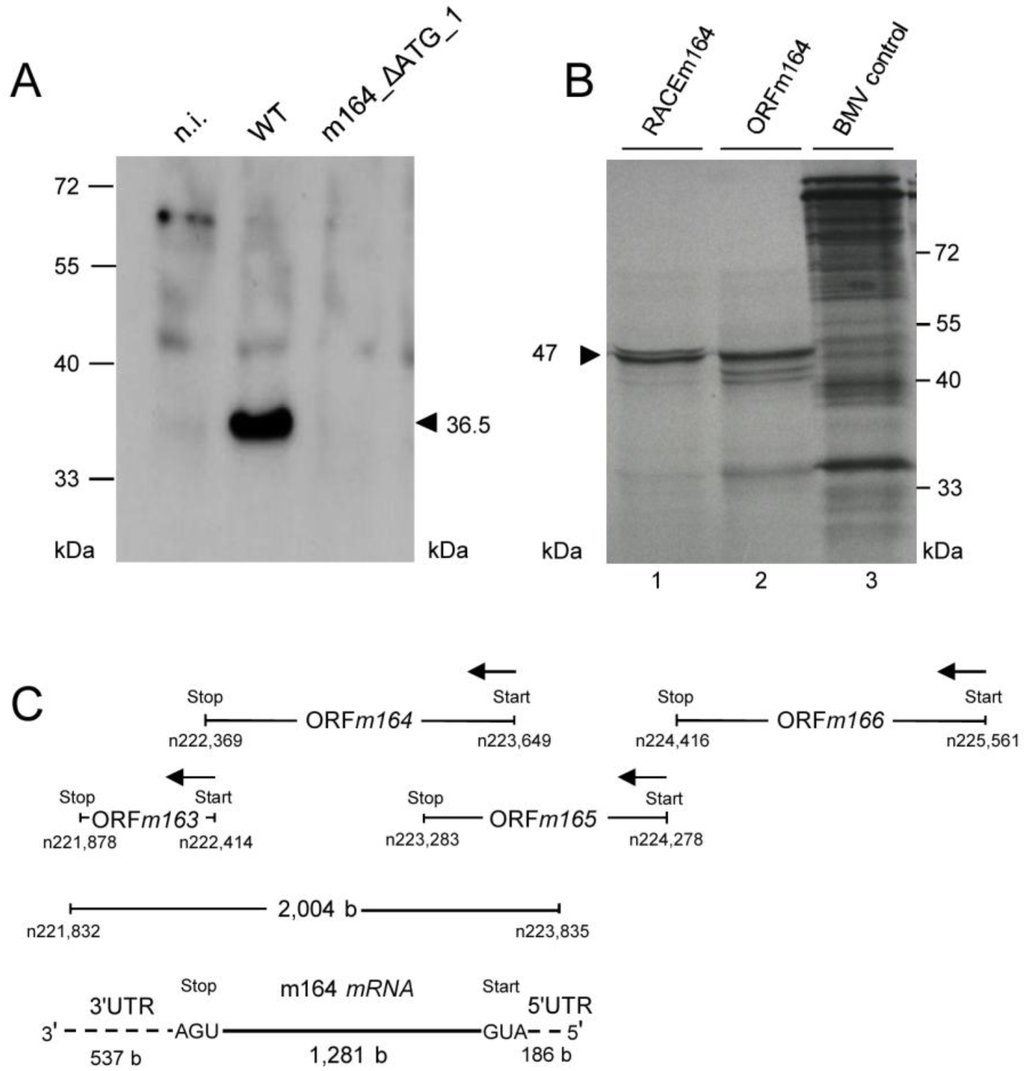 Viruses 06 00808 g004 1024