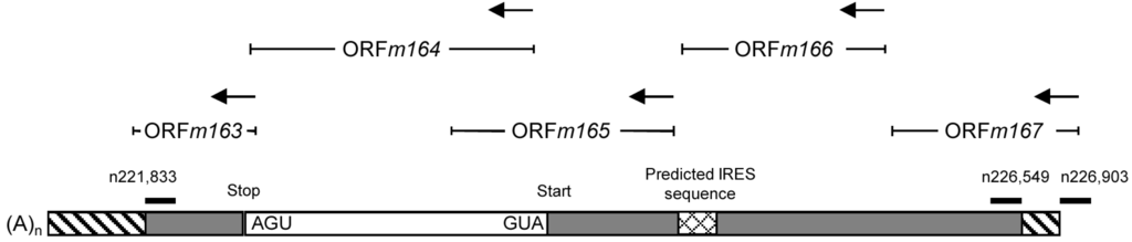 Viruses 06 00808 g006 1024
