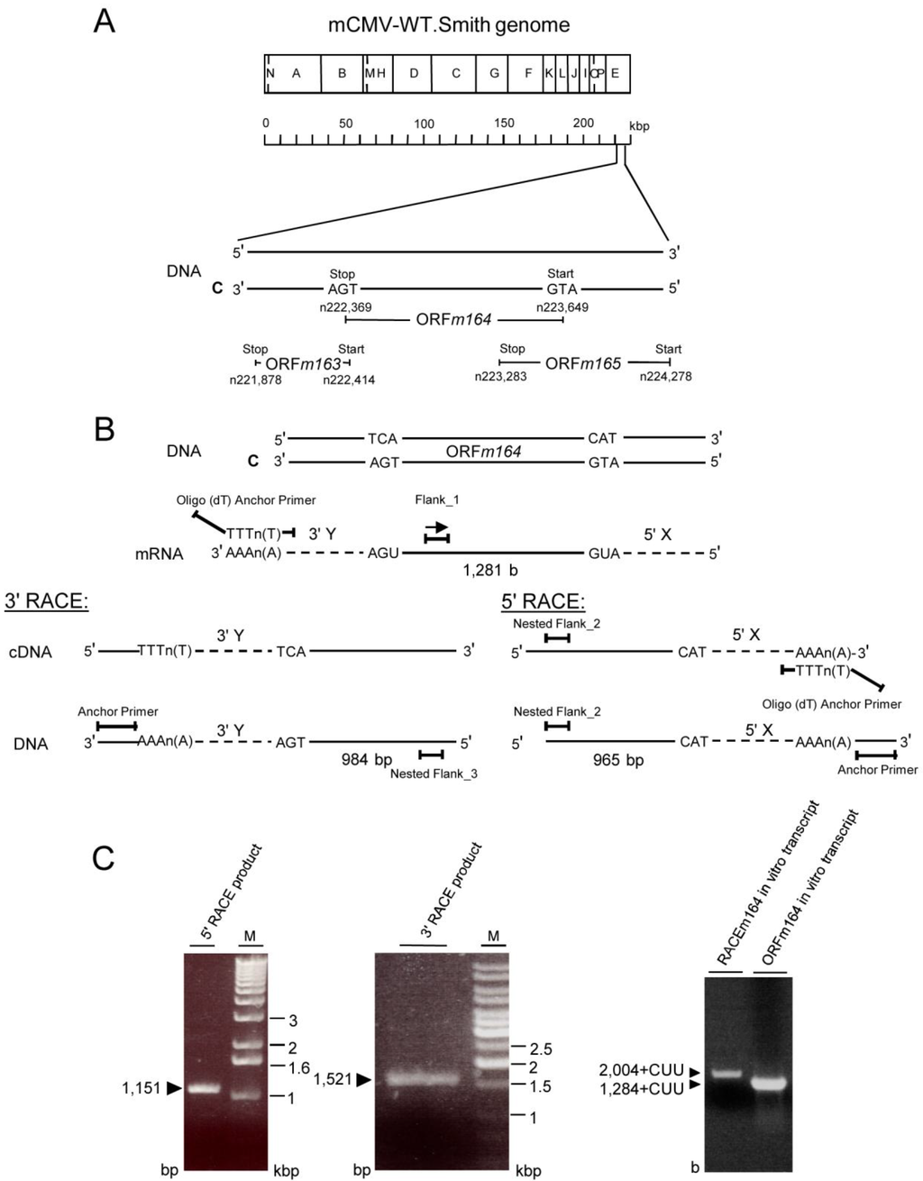 Viruses 06 00808 g007 1024