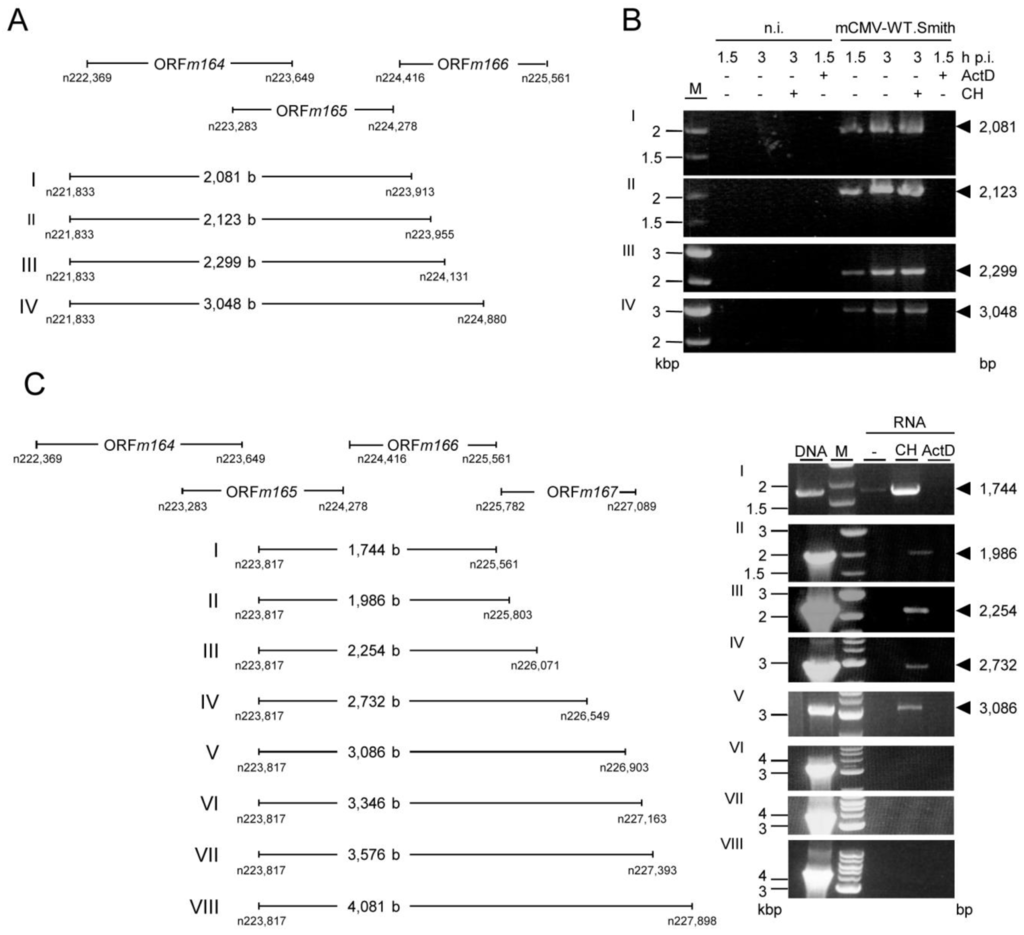 Viruses 06 00808 g008 1024
