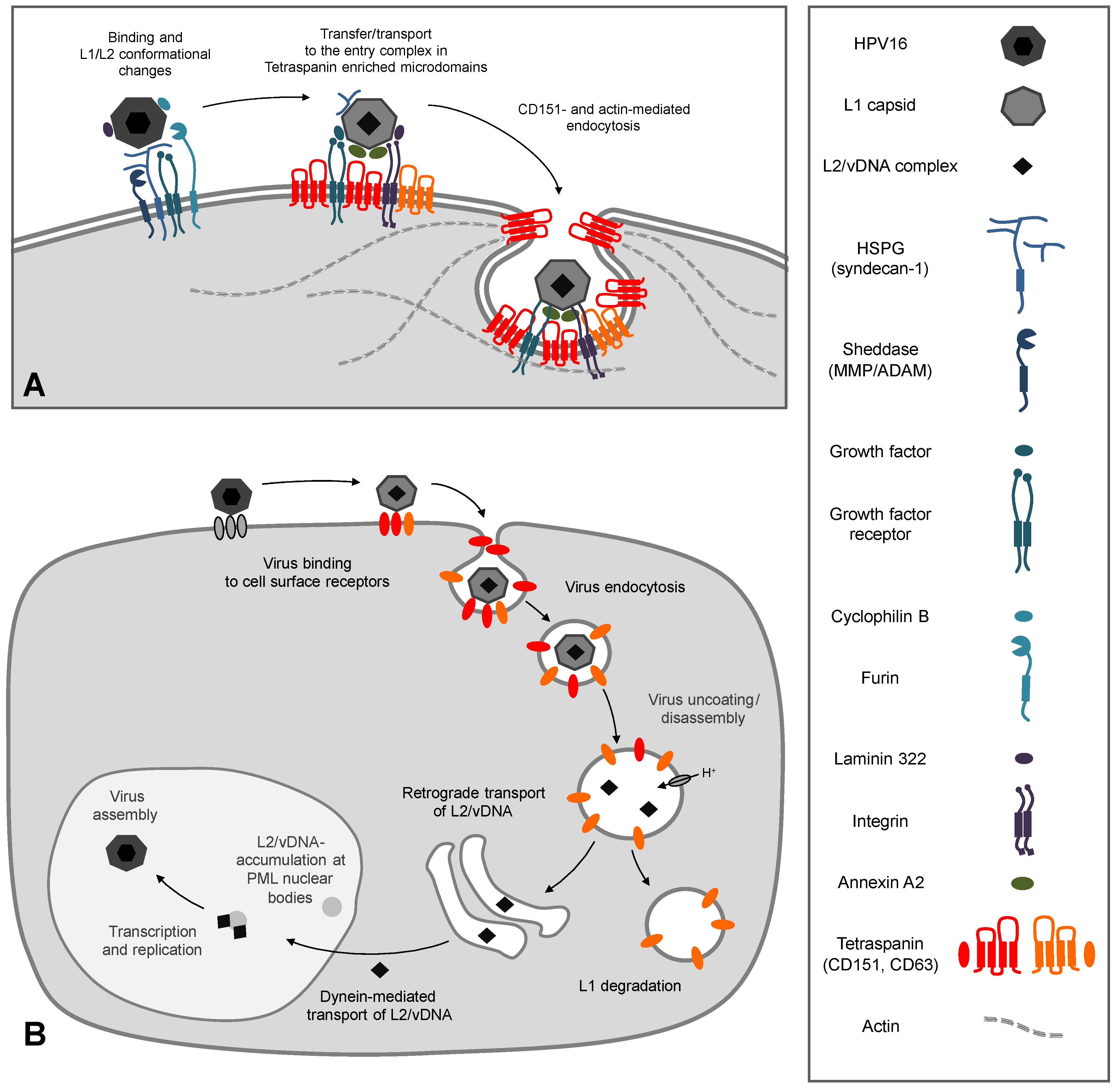 Viruses 06 00893 g002