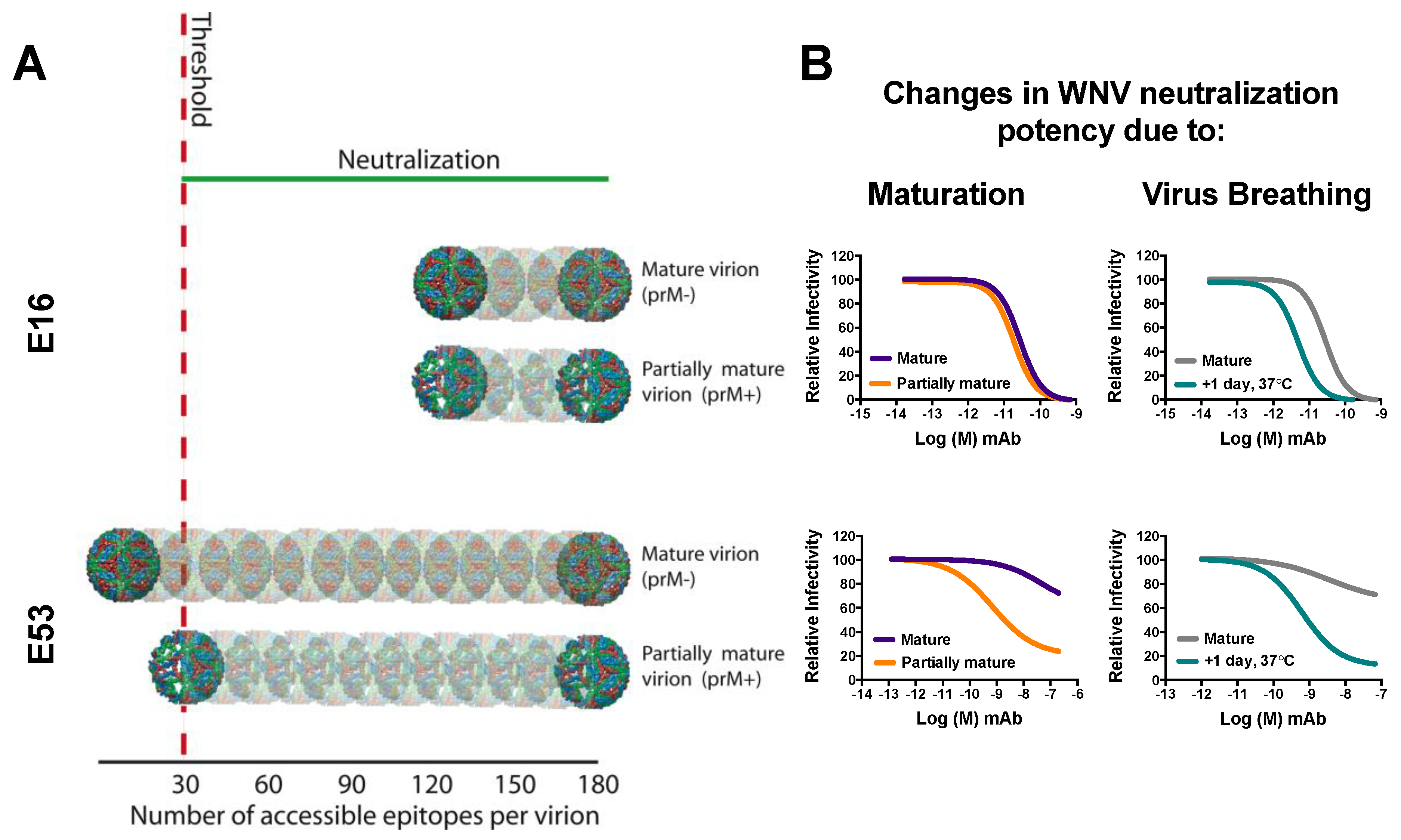 Viruses 06 01015 g003
