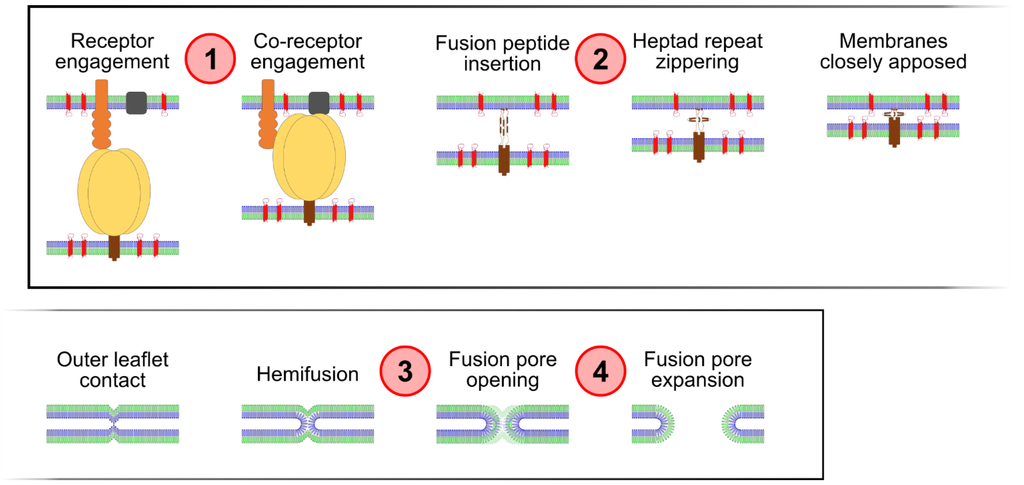 Viruses 06 01078 g001 1024