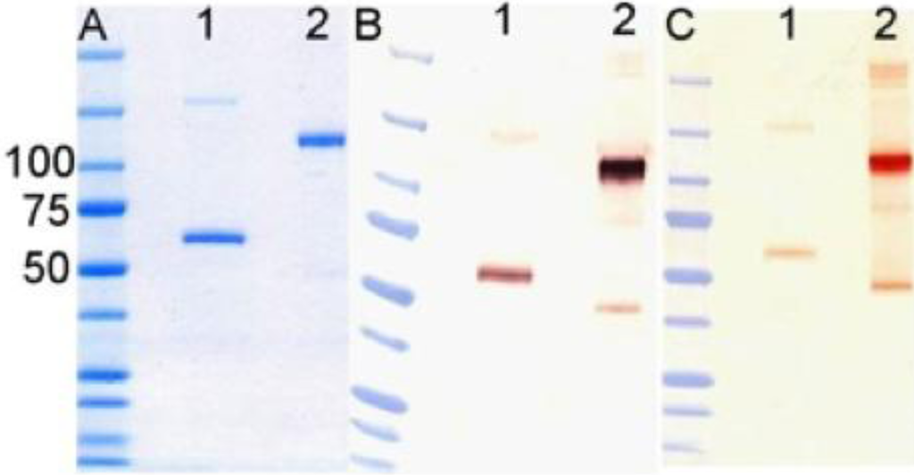 Viruses 06 01091 g006 1024