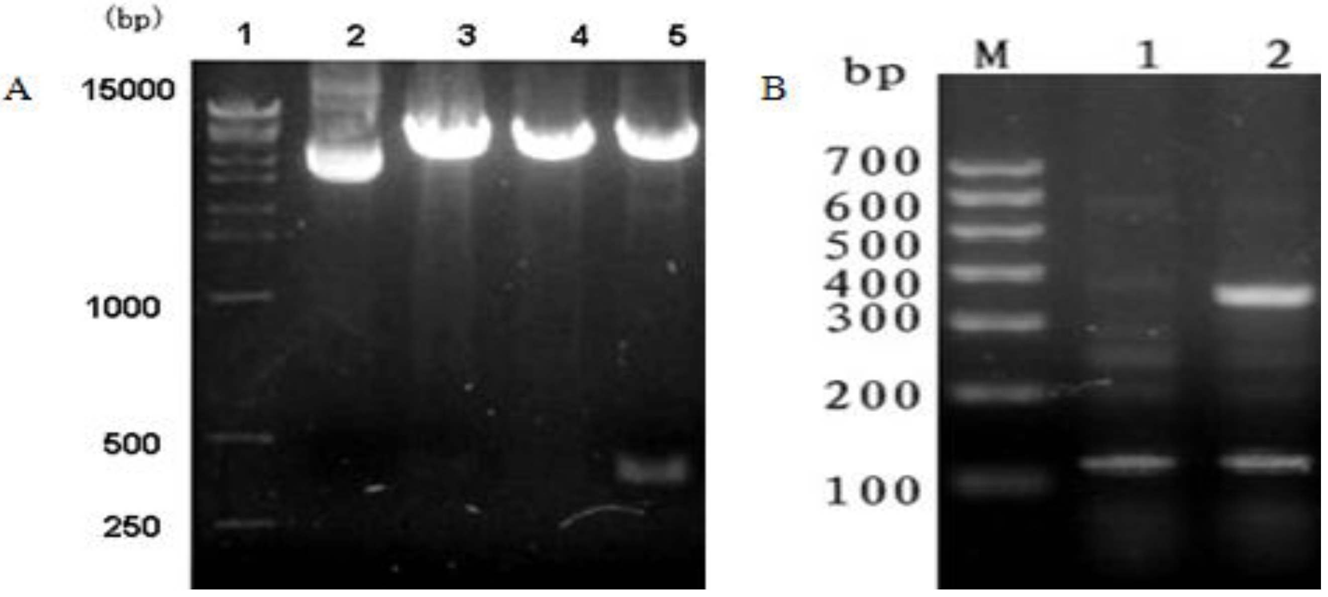 Viruses 06 01237 g001