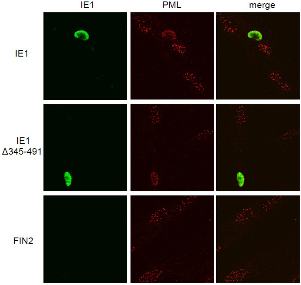 Viruses 06 01502 g003 1024
