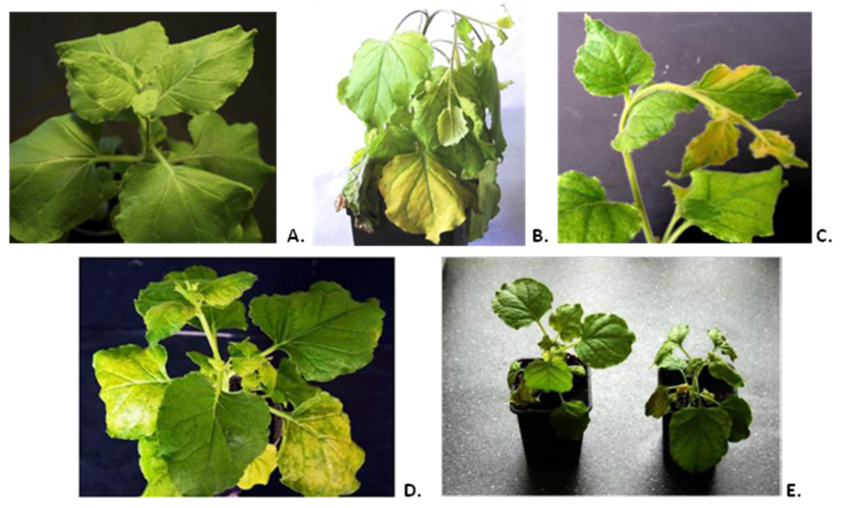 Viruses 06 01789 g001