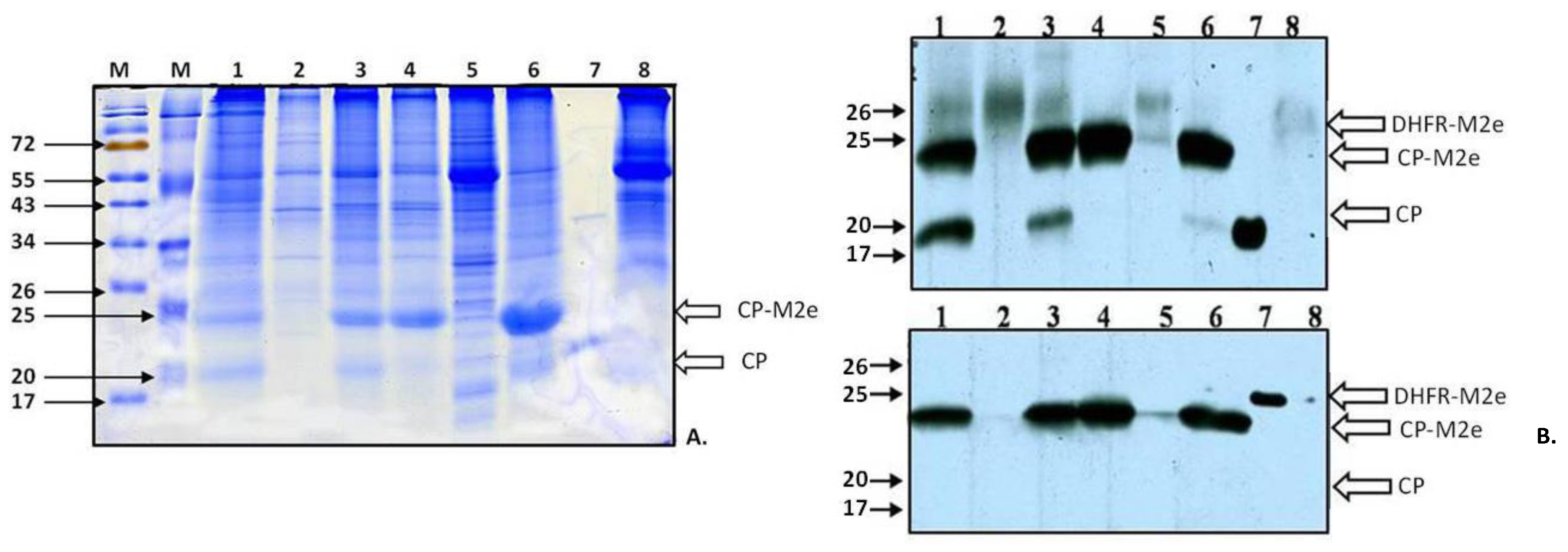 Viruses 06 01789 g003