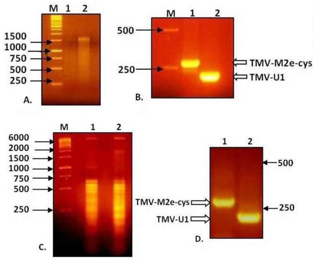Viruses 06 01789 g004 1024
