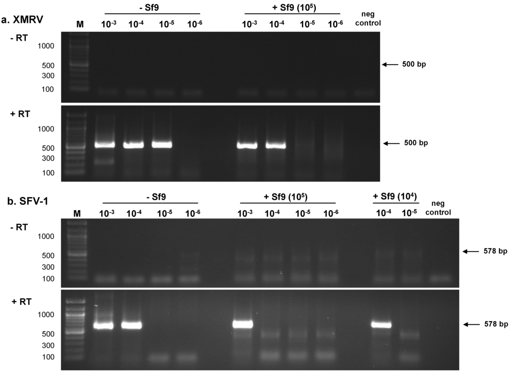 Viruses 06 01876 g001 1024