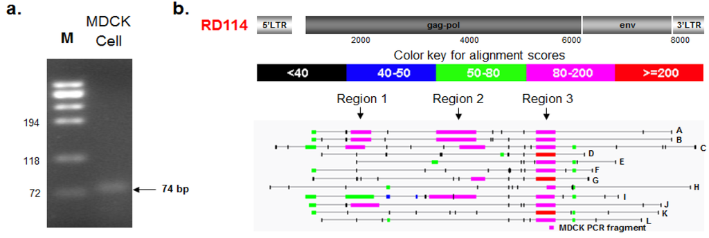 Viruses 06 01876 g002 1024