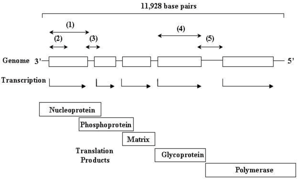 Viruses 06 01911 g003 1024
