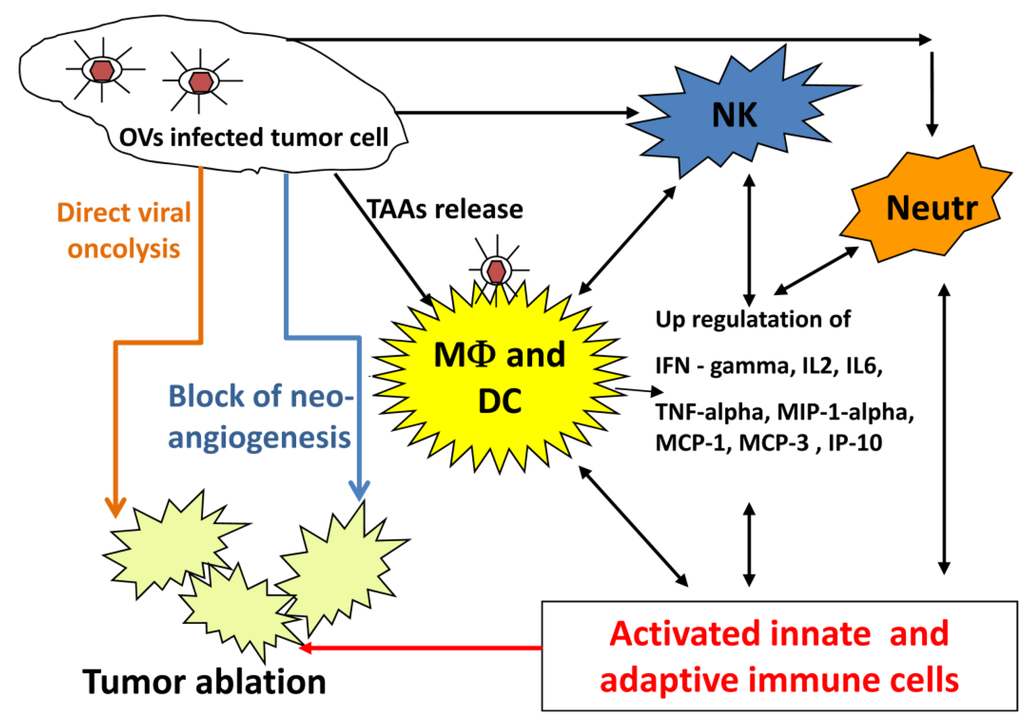 Viruses 06 02122 g001 1024