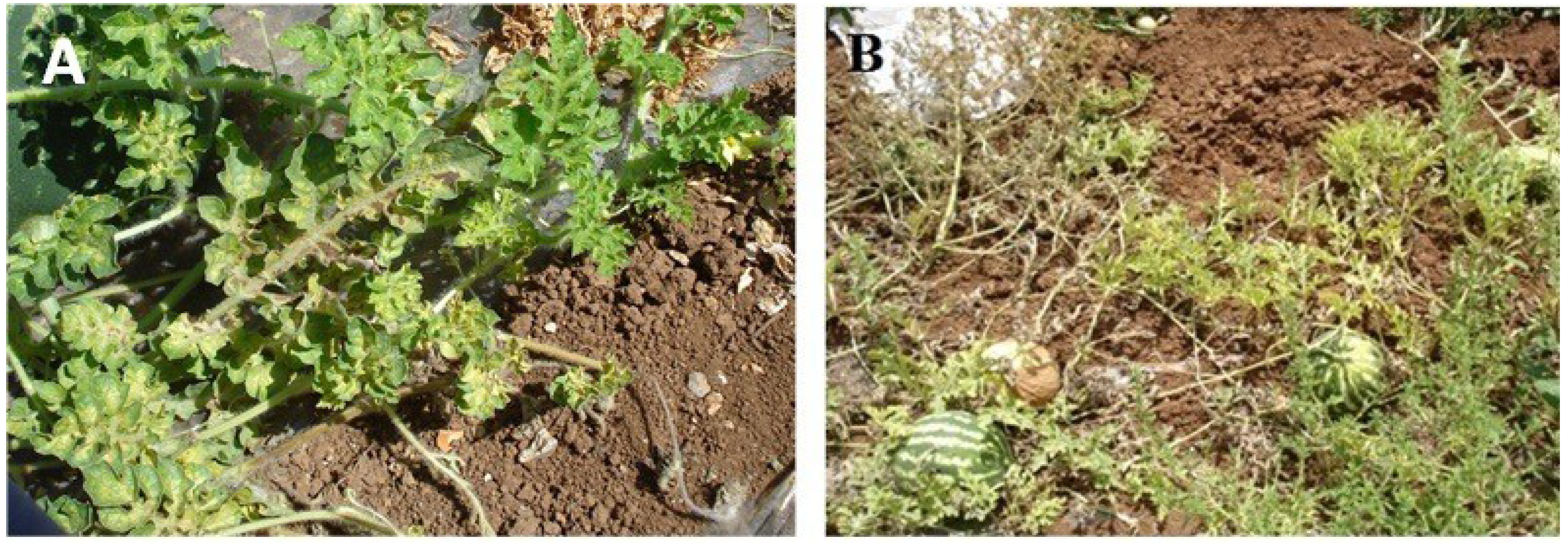 Viruses 06 02444 g001