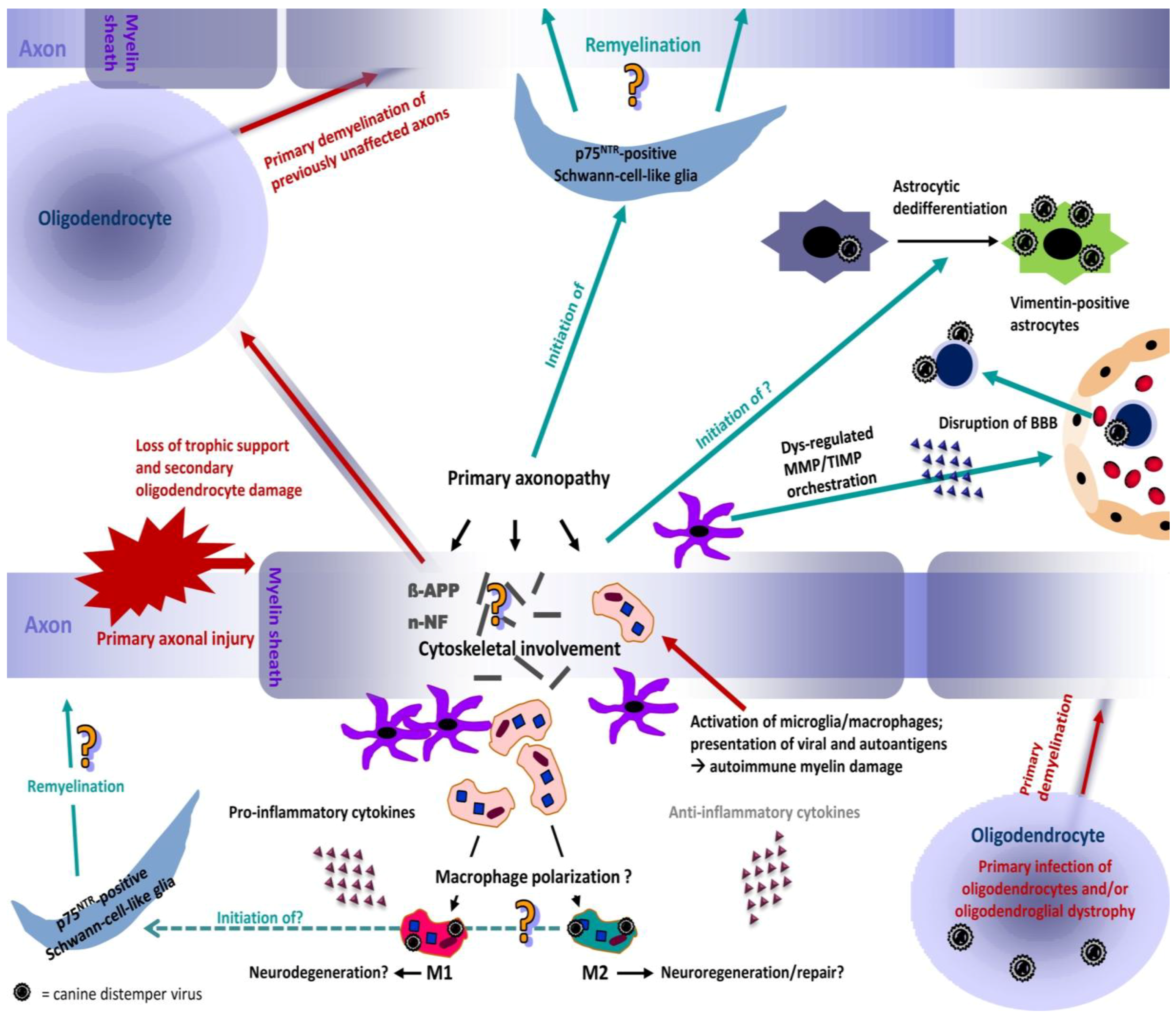 Viruses 06 02571 g002