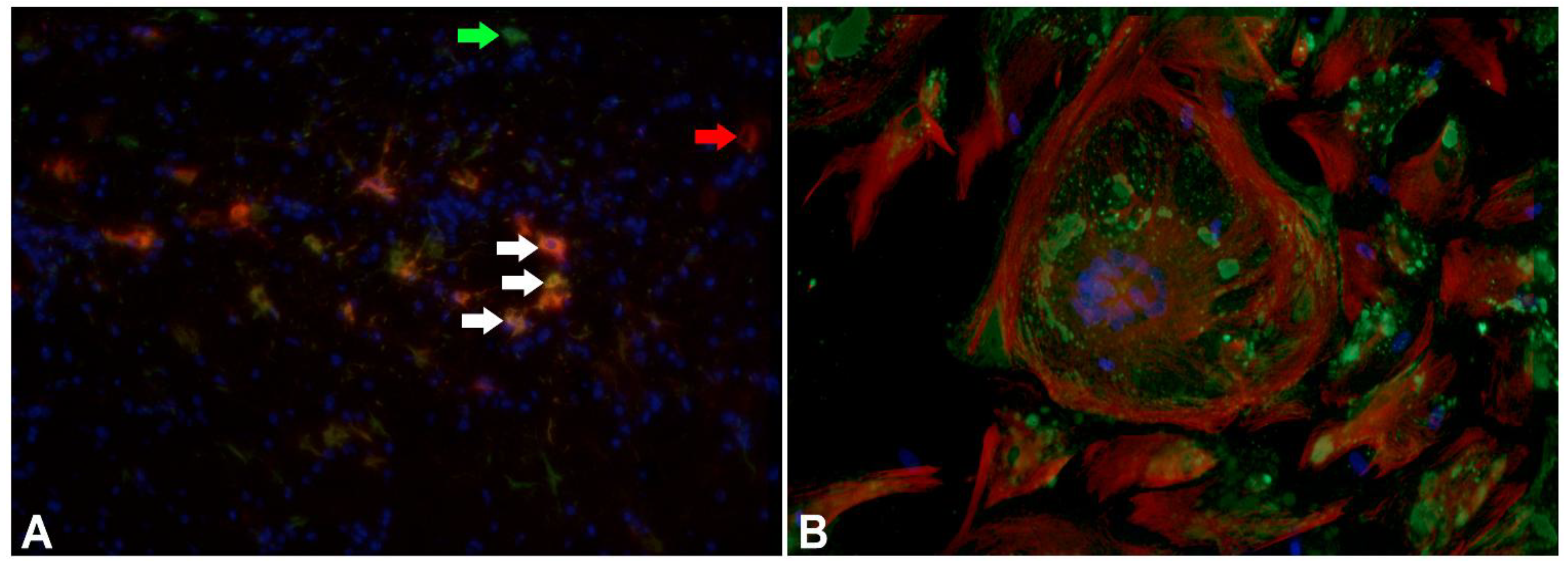 Viruses 06 02571 g003