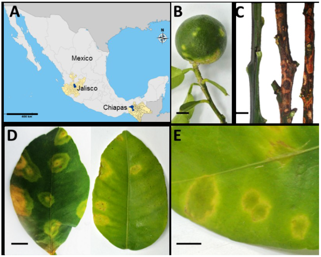 Viruses 06 02602 g001 1024