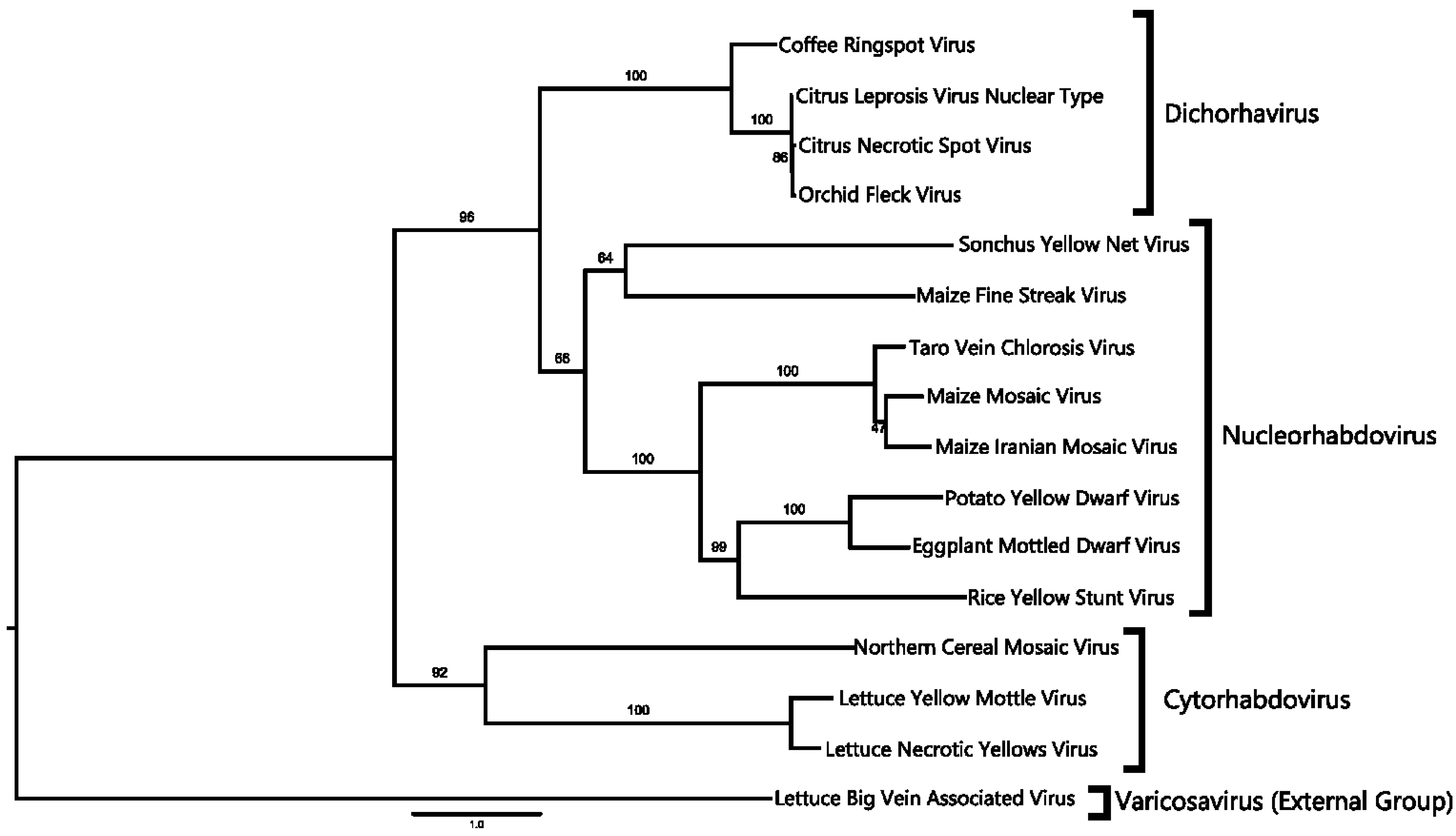 Viruses 06 02602 g004