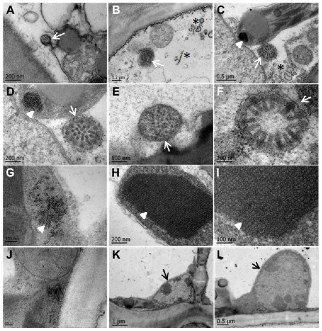 Viruses 06 02602 g005 1024